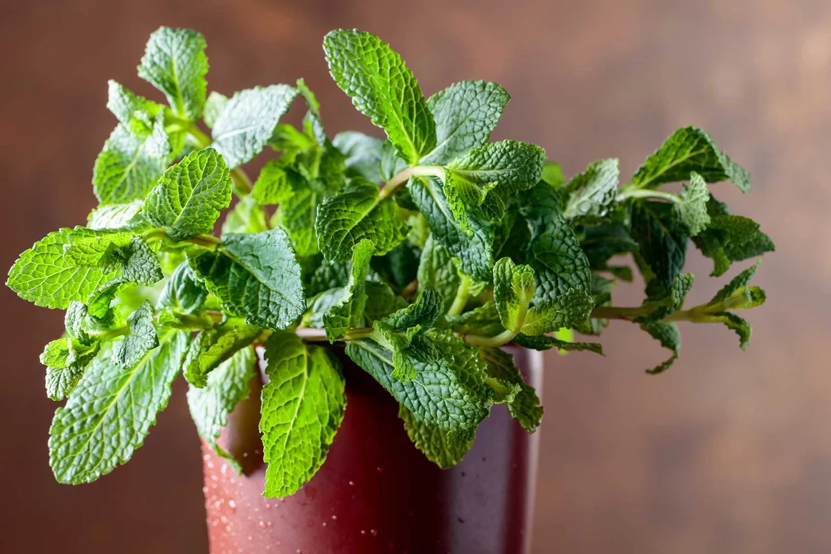 mint plant in a pot