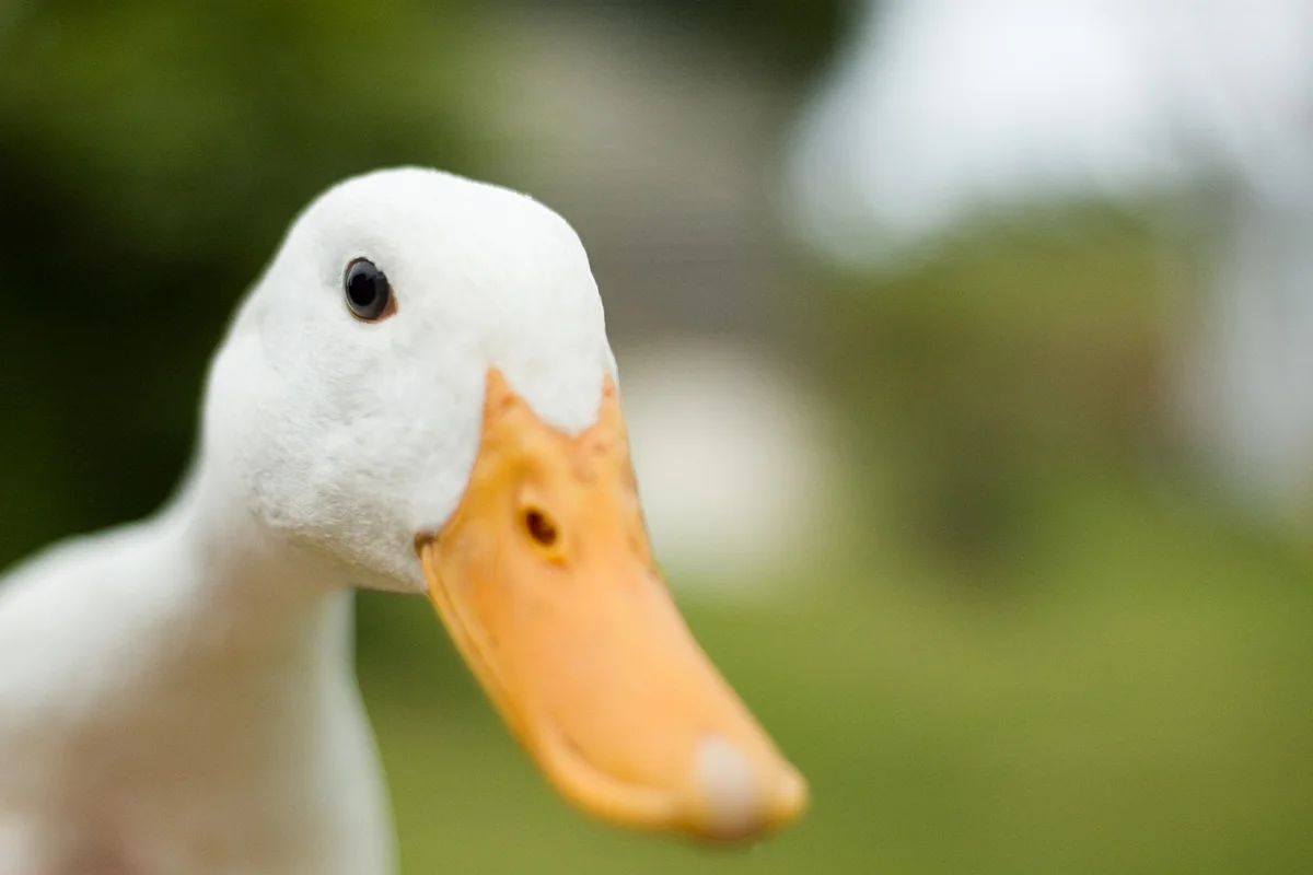 Inquisitive Duck