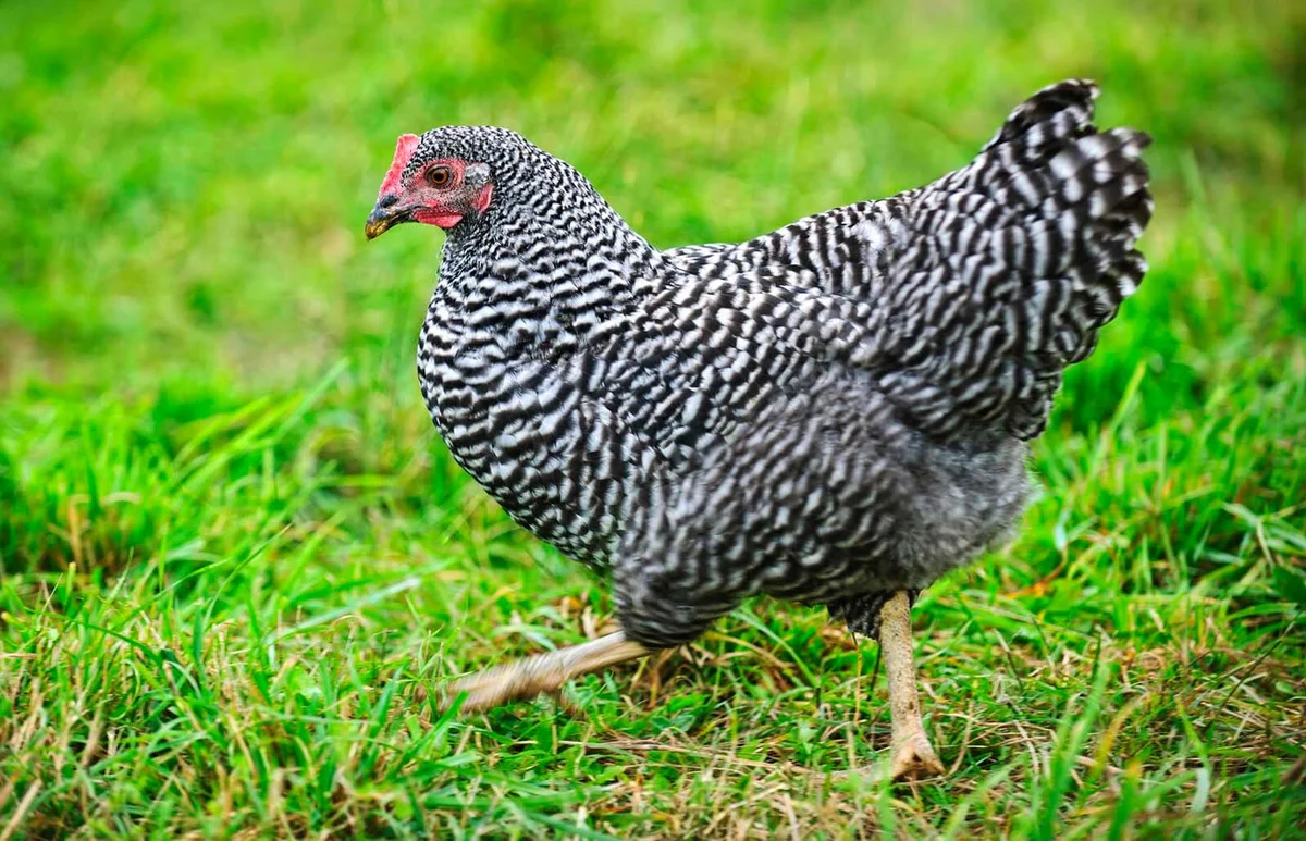 Chicken walking on green pasture