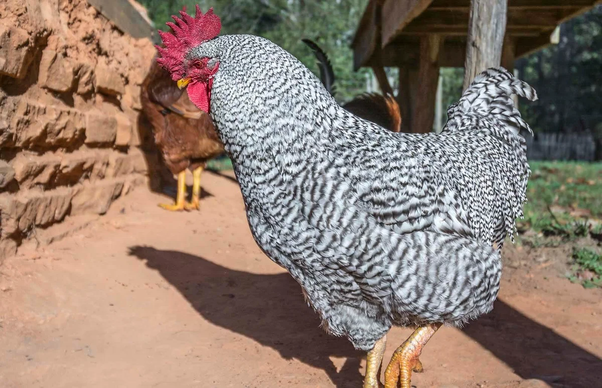 White Plymouth Rock Chickens