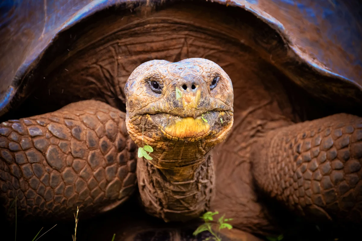 Galapagos giant tortoise