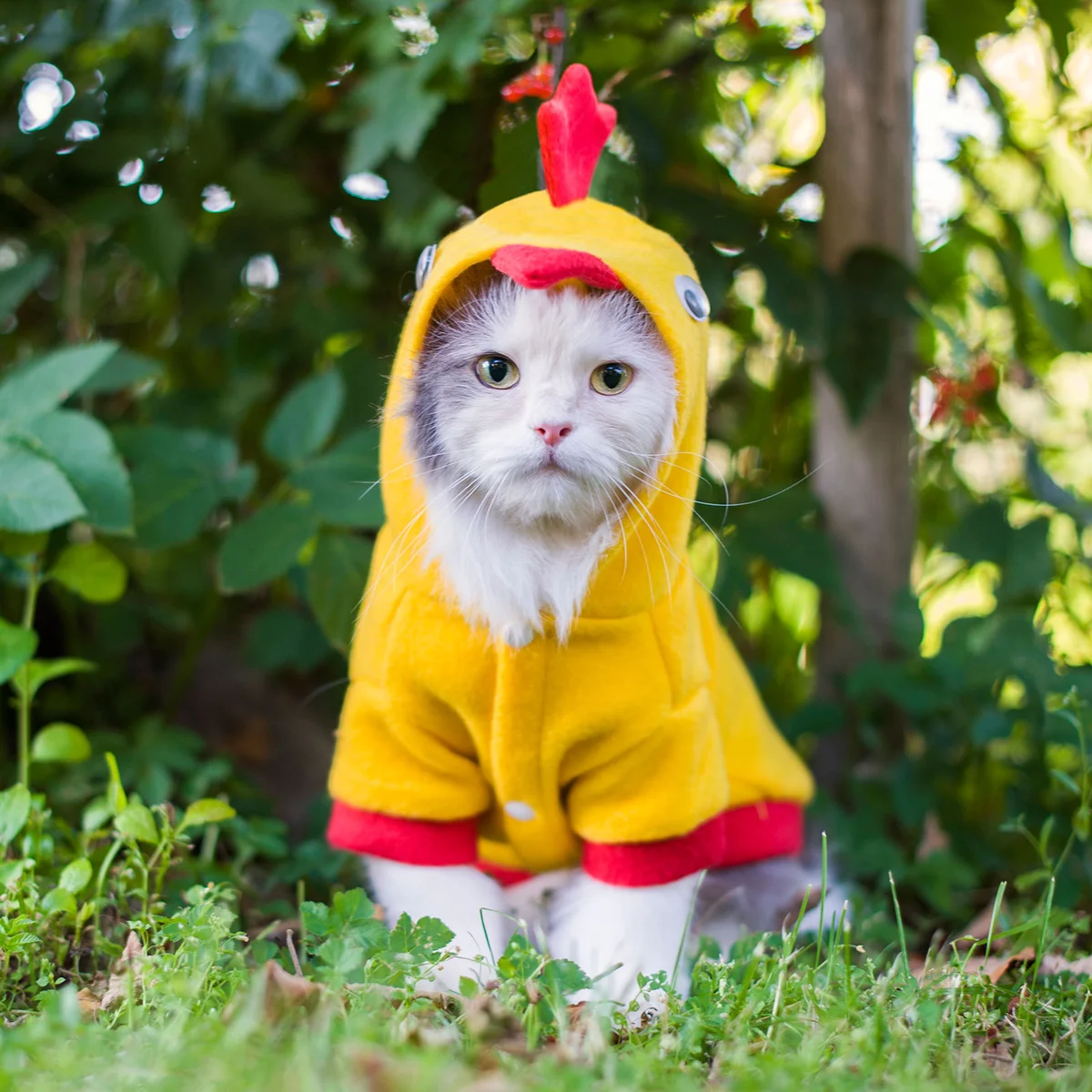 Cat in chicken costume