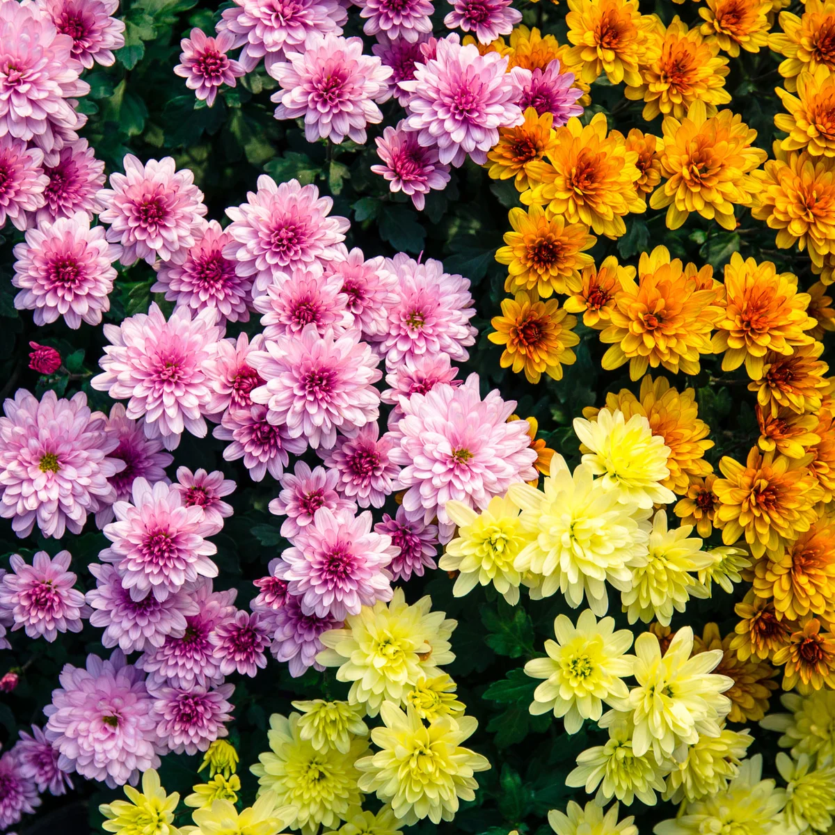 Chrysanthemum (Chrysanthemum spp)
