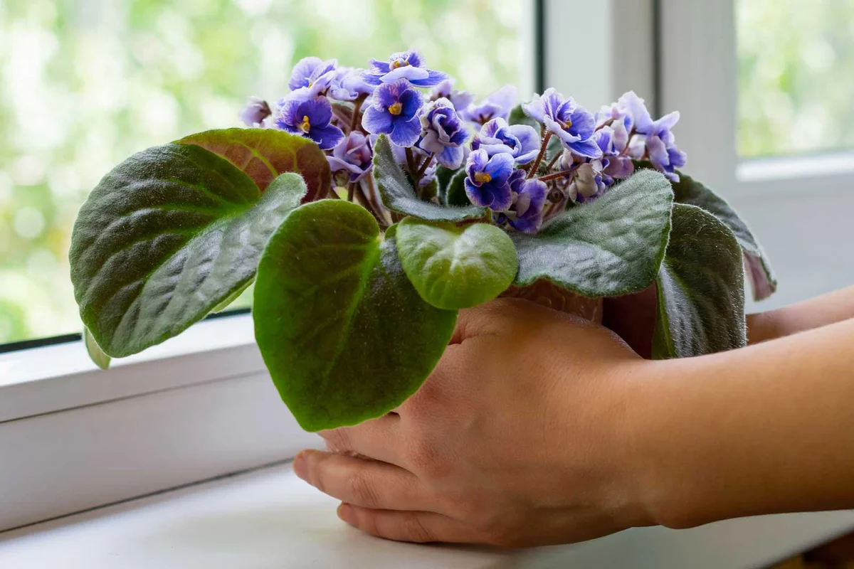 African Violet pet friendly house plant