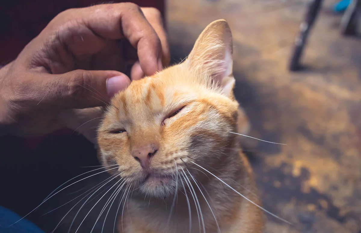 man hand's caress a head of a cute cat