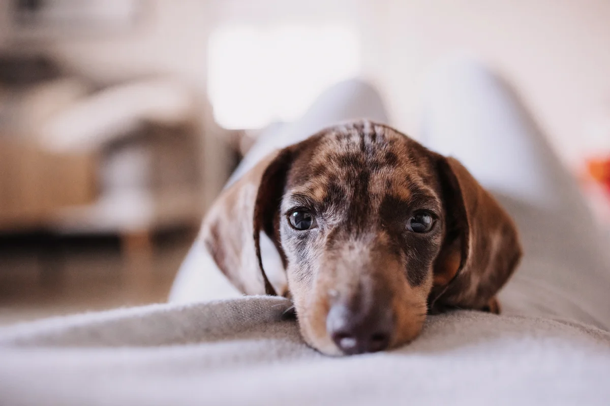 Miniature chocolate dapple dachshund puppy lying on the legs of its owner
