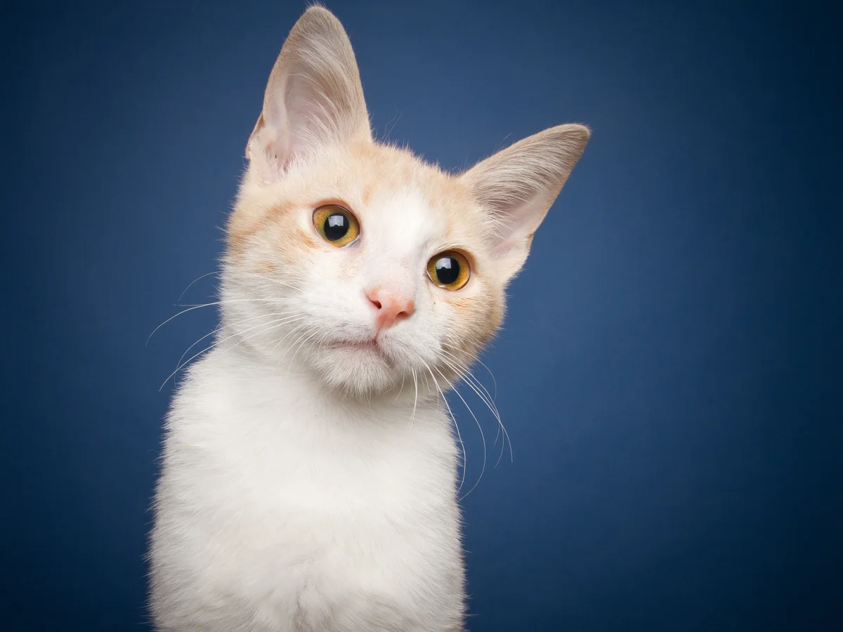 Closeup of a young tabby cat