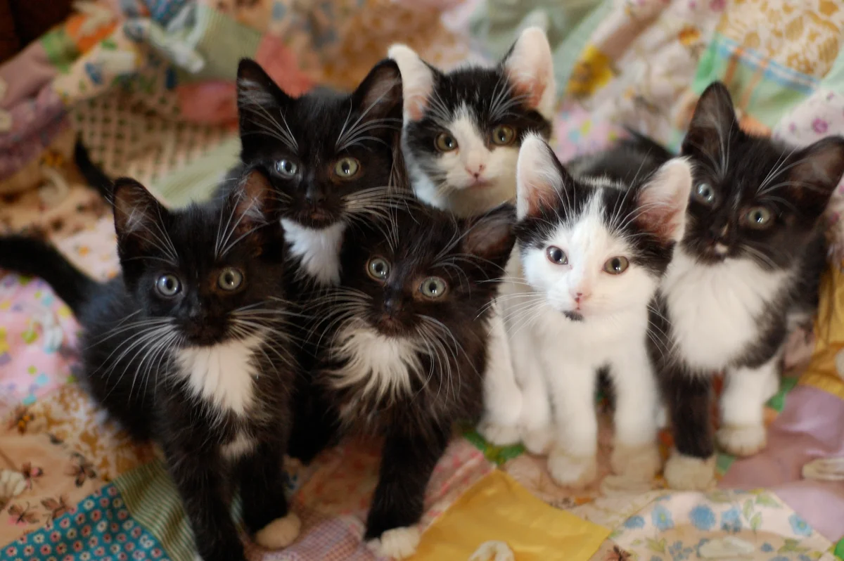 Group of black and white kittens