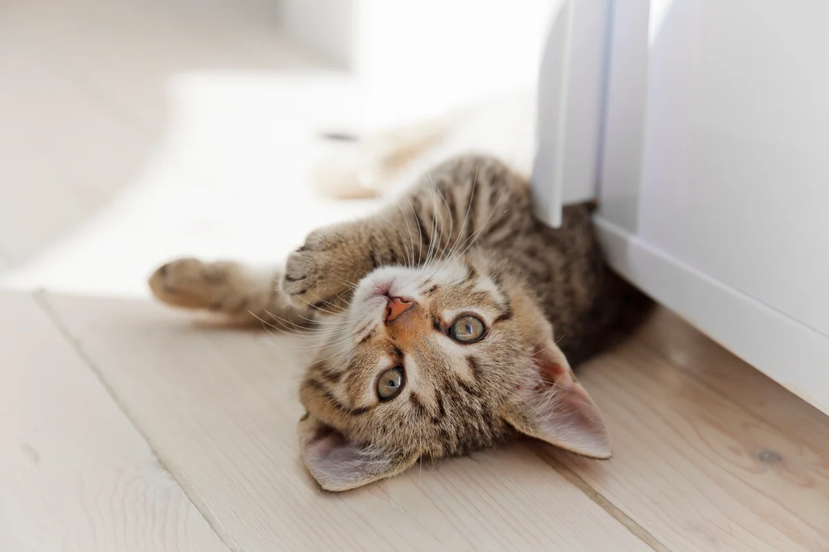Playful striped kitten
