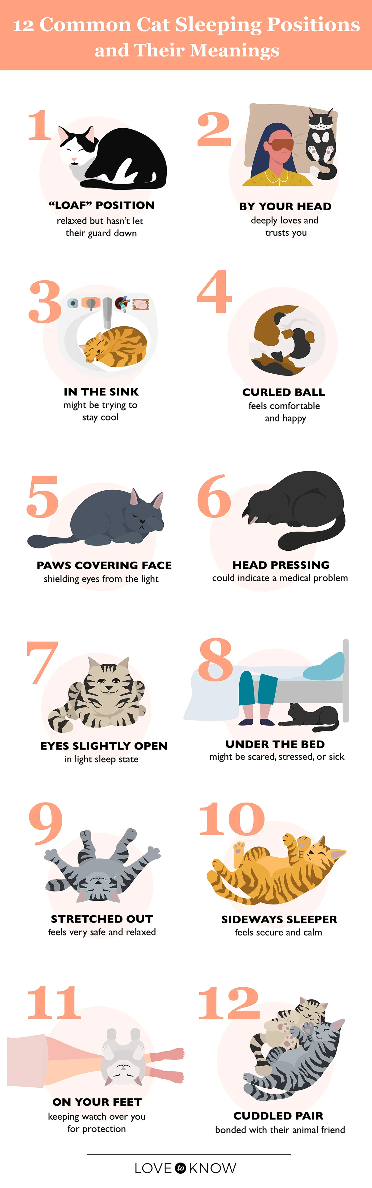 Cat sleeping positions infographic