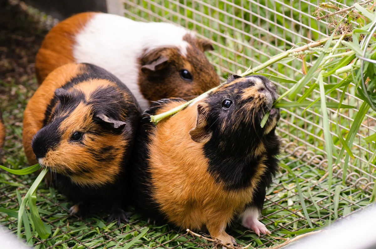 Three pet guinea pigs
