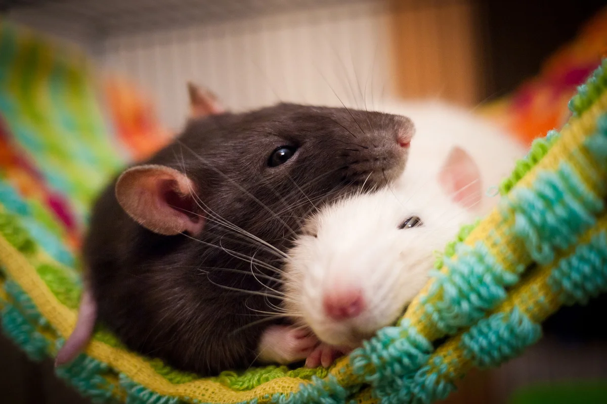 Two pet rats