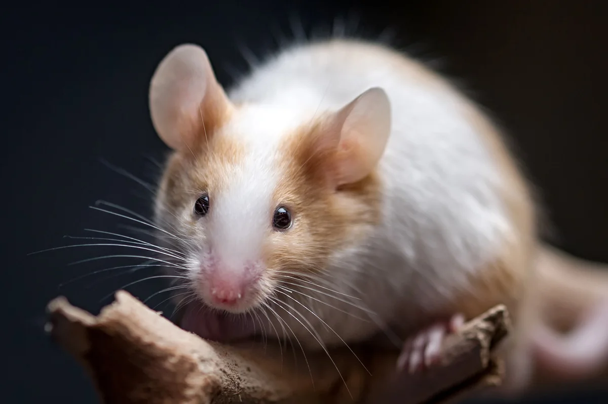 Closeup of pet mouse