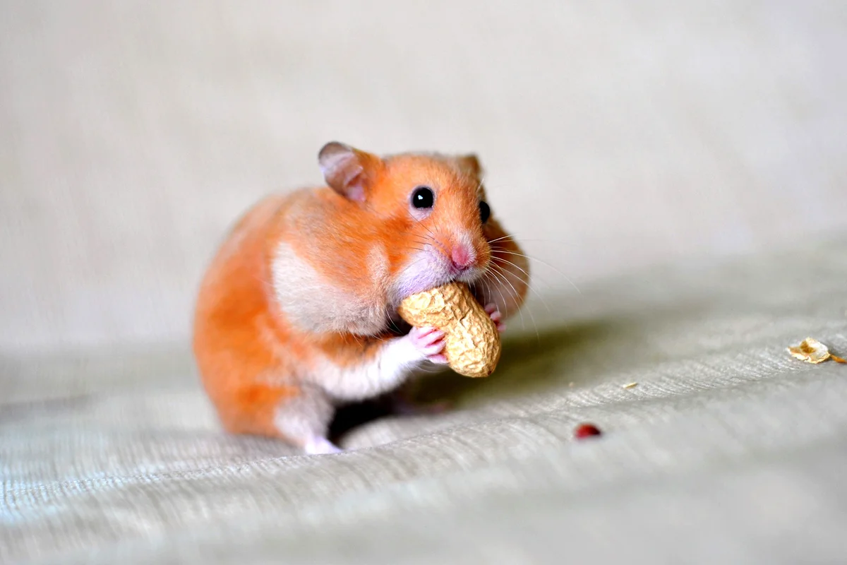 Closeup of pet hamster