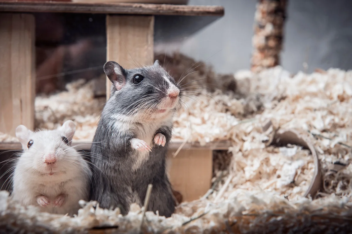 Pet gerbils looking out of cage