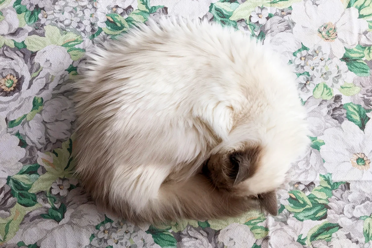 White Ragdoll Kitten Sleeping on a Floral Tablecloth