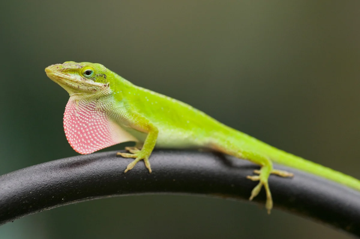 Small green anole