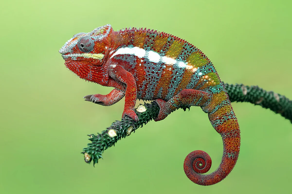 Panther Chameleon on branch
