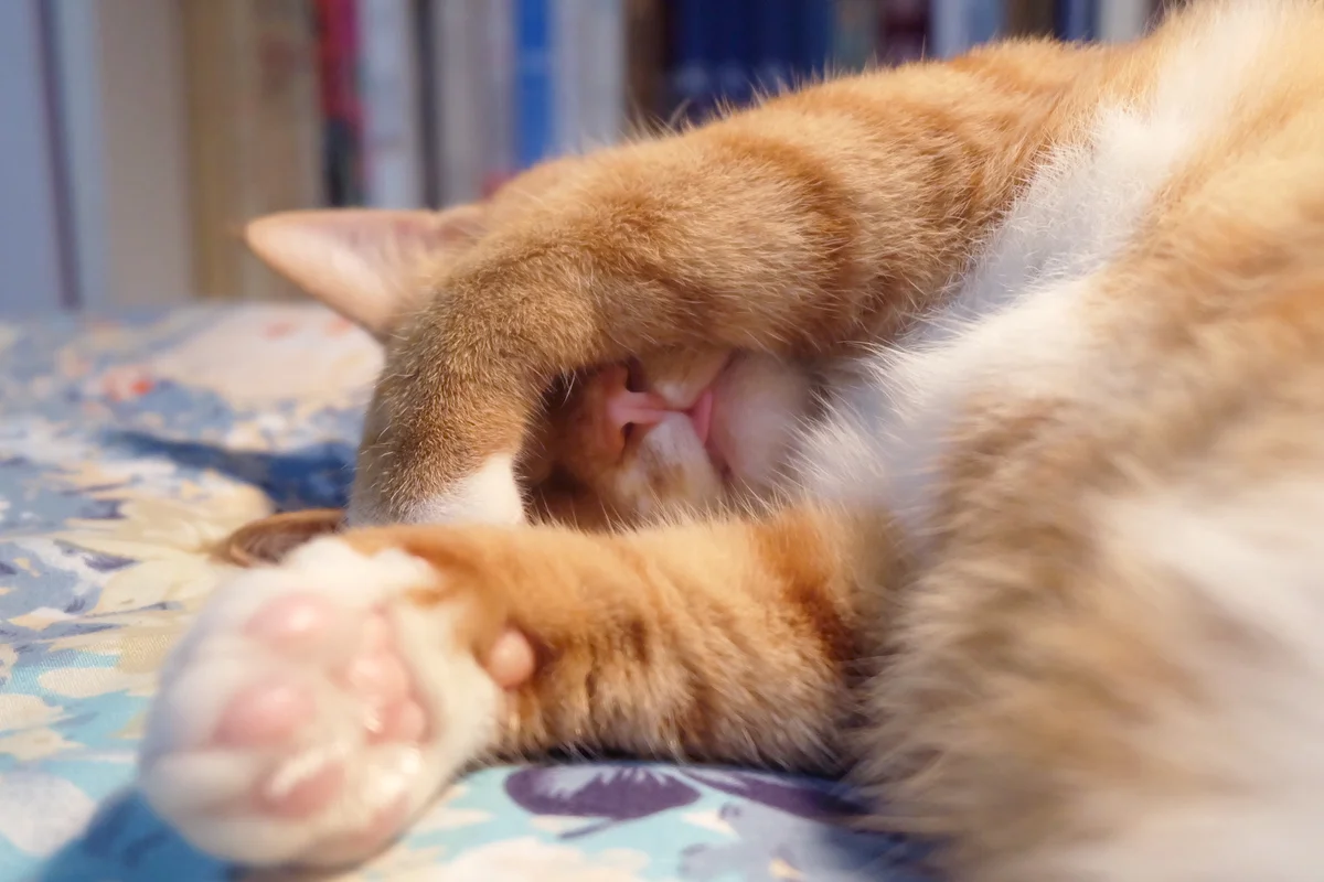 Cat sleeping covering eyes with paws
