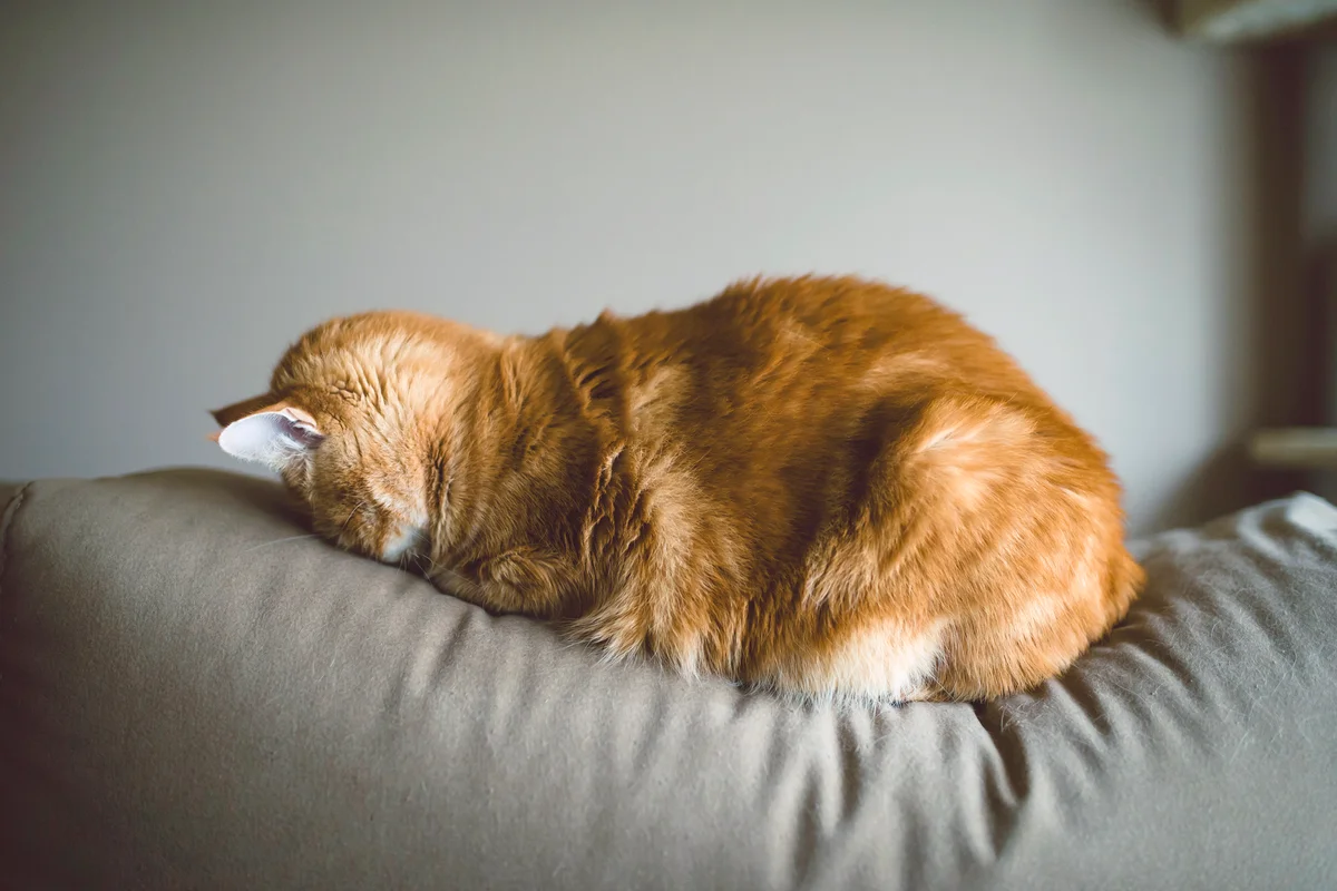 Ginger cat sleeping and pressing his face on couch at home