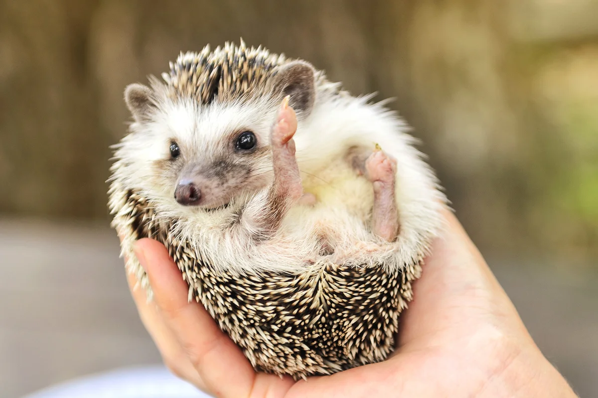 Person holding a hedgehog in their hand