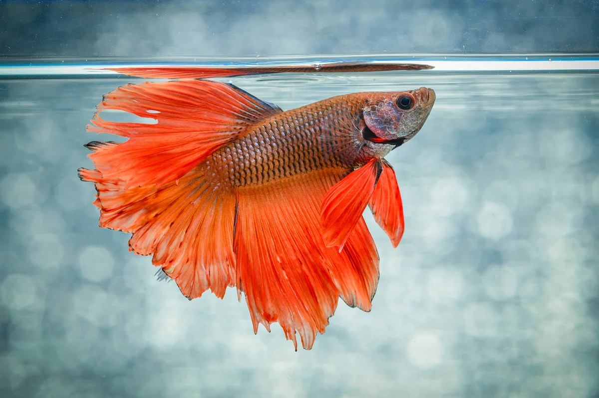 Fighting fish