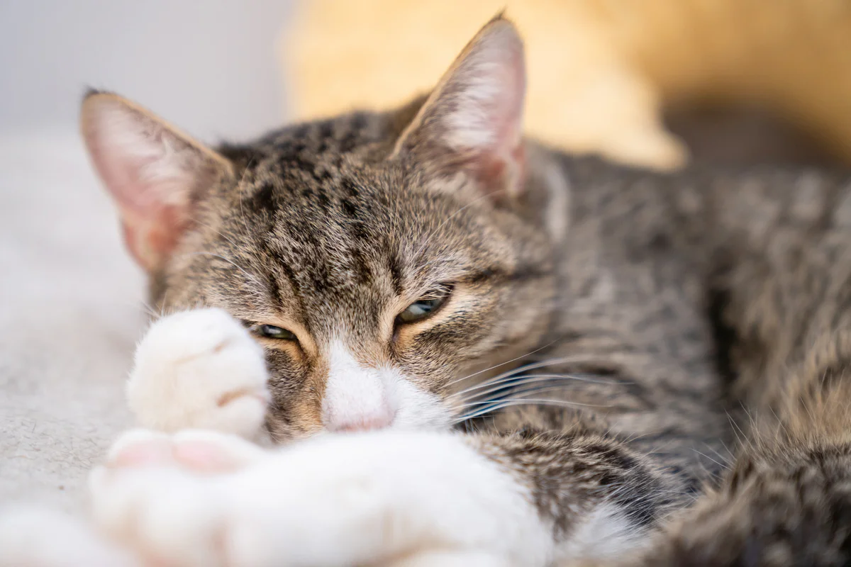 Cat lying down and narrows its eyes sleepily