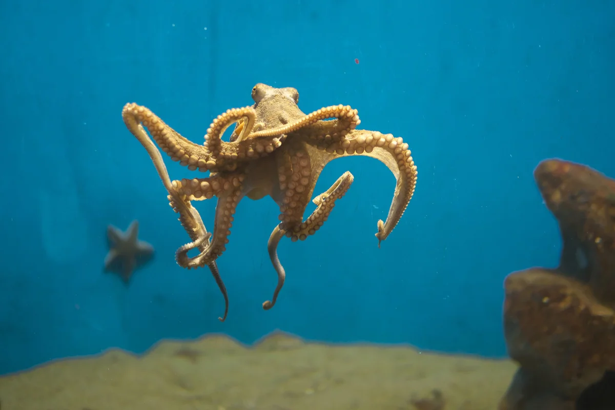 Octopus swimming