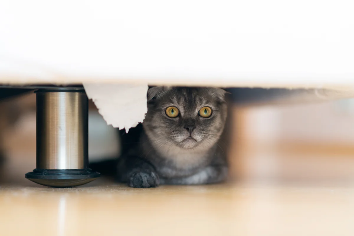 Gray cat is hiding under the bed