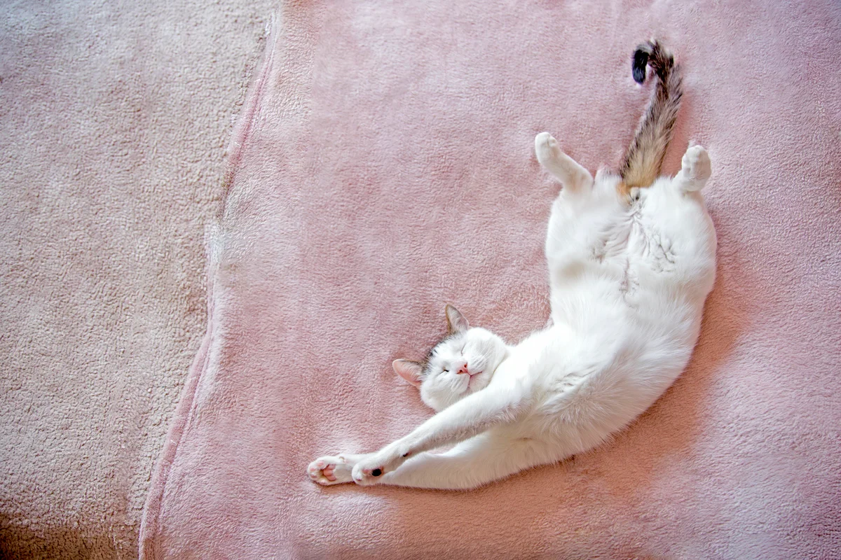 Cat sleeping while lies on his back in a stretched out position