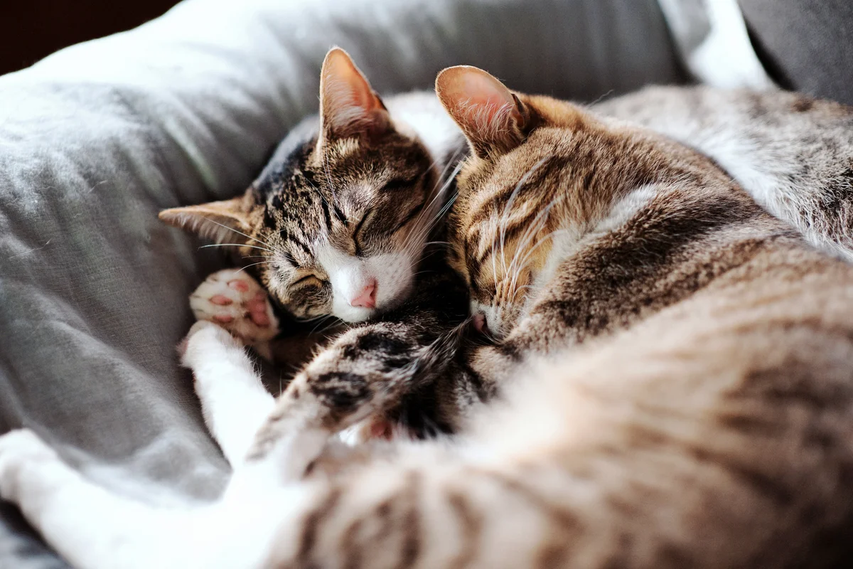 Friendly tabby cat brothers sleeping together