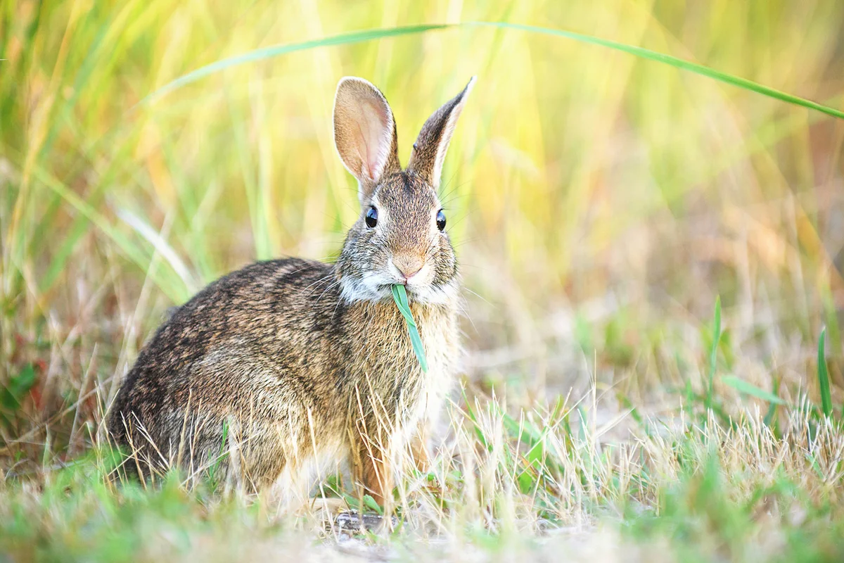 wild rabbit in field eating grass