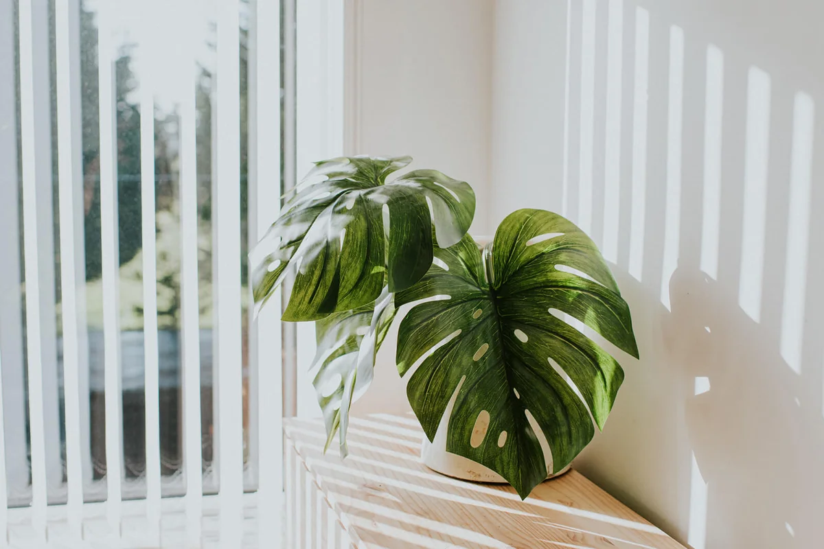 Monstera Deliciosa Plant