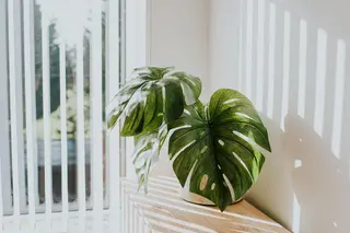 philodendron atabapoense variegated Philodendron Atabapoense Variegated 4
