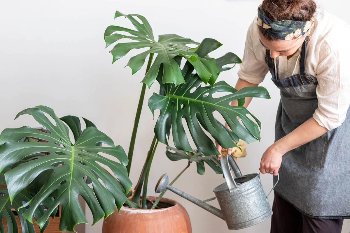 Woman watering Monstera Plant