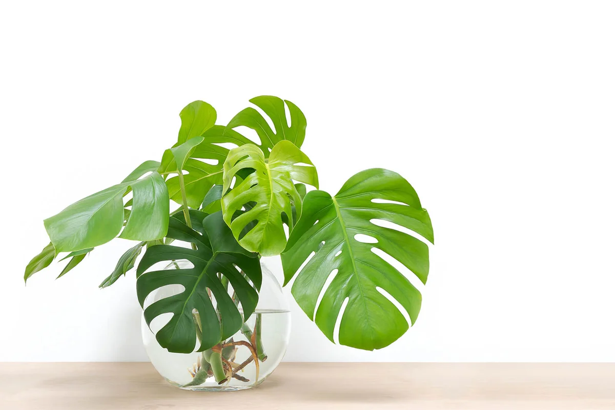 Propagating Swiss Cheese Plant
