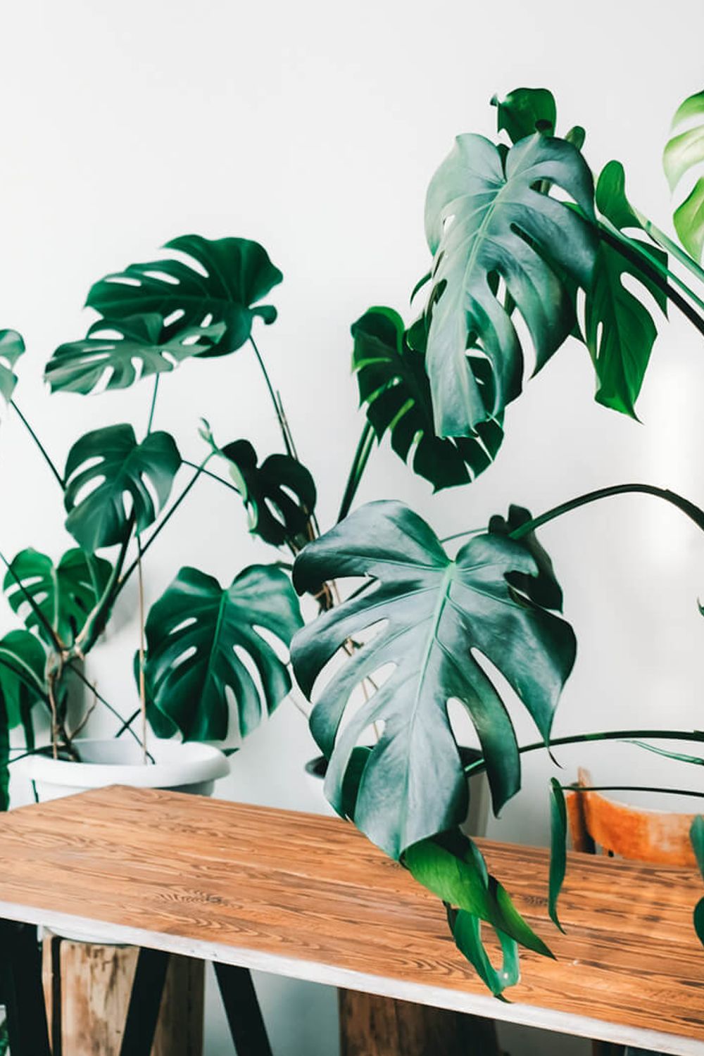 How to Grow Monstera Deliciosa: Complete Plant Care Guide