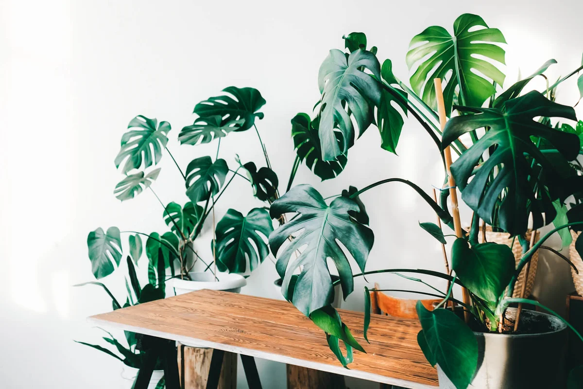 Many different Monstera in pots