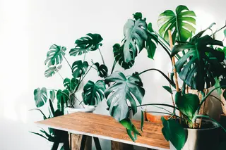 crocodile philodendron Philodendron Golden Crocodile – Coollective Plants main image 1