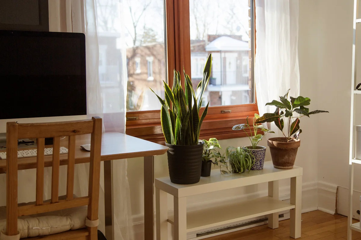 Home office with working desk with a computer and house plants and sheer drapes