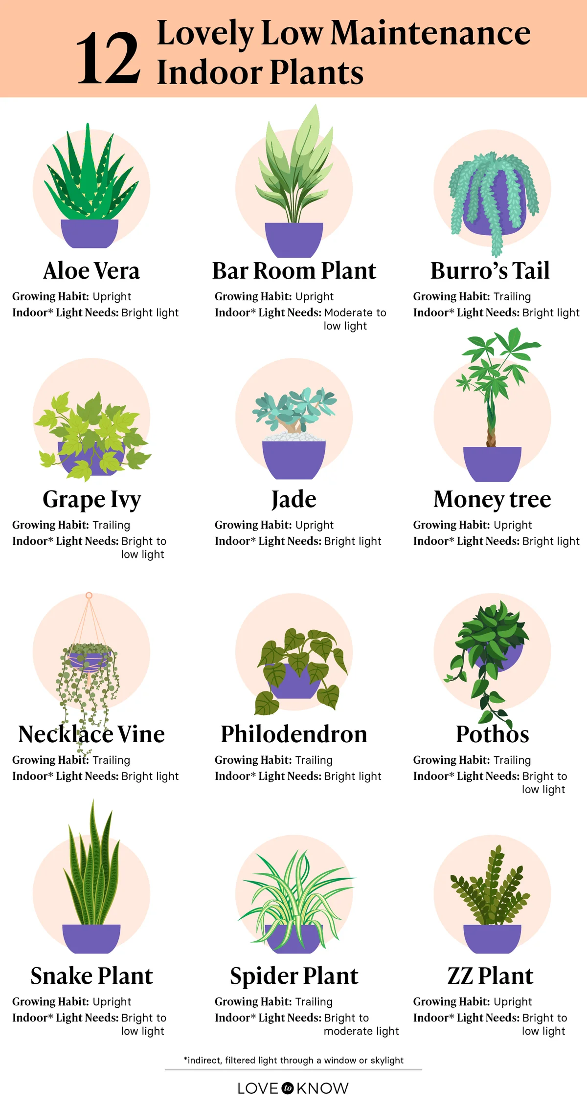 Low Maintenance Indoor Plants Infographic