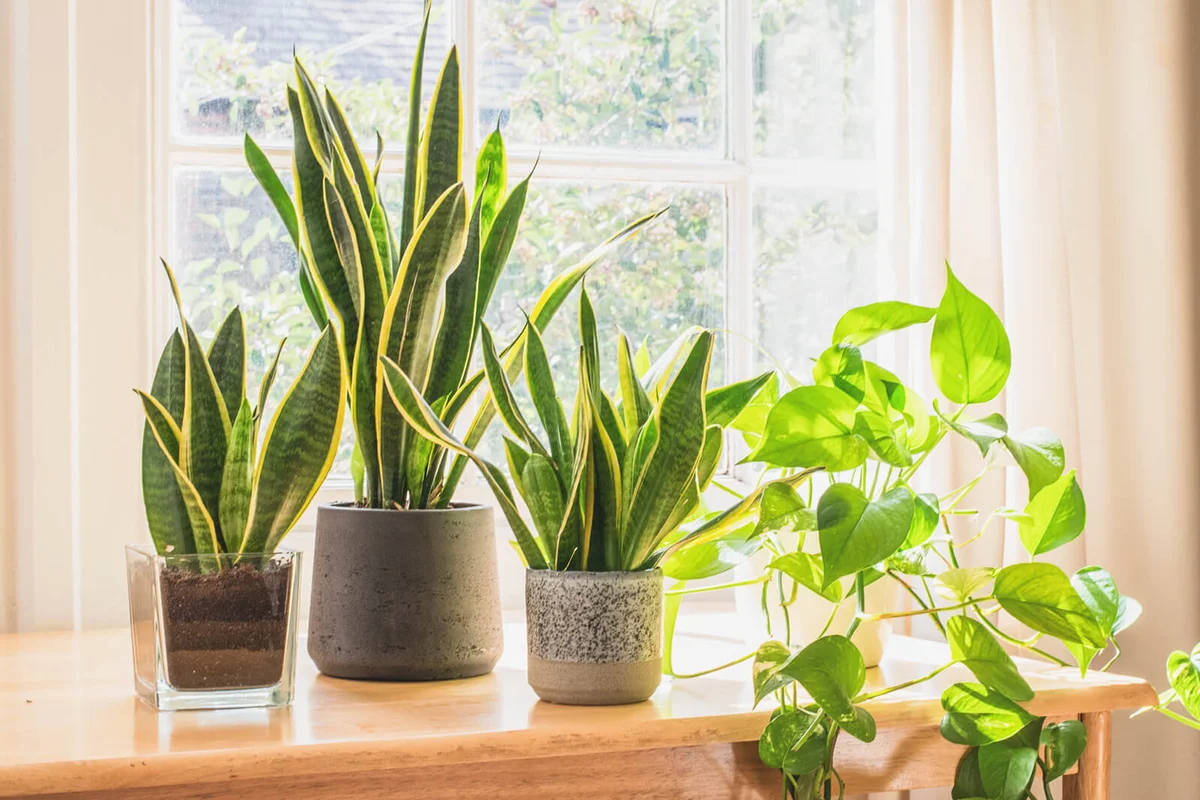 Golden pothos and snake plant next to a window