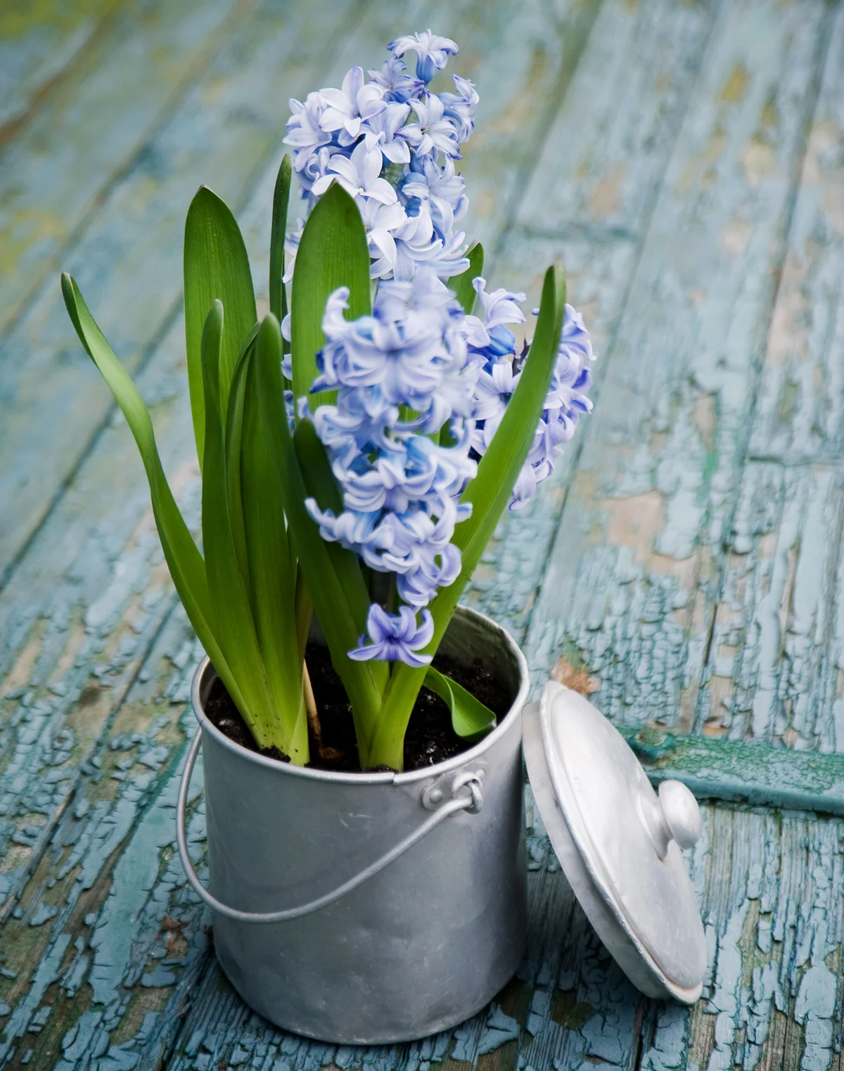 Promise of Spring Bulb Garden