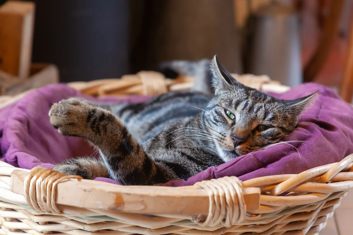Pet Bed From a Thrifted Basket