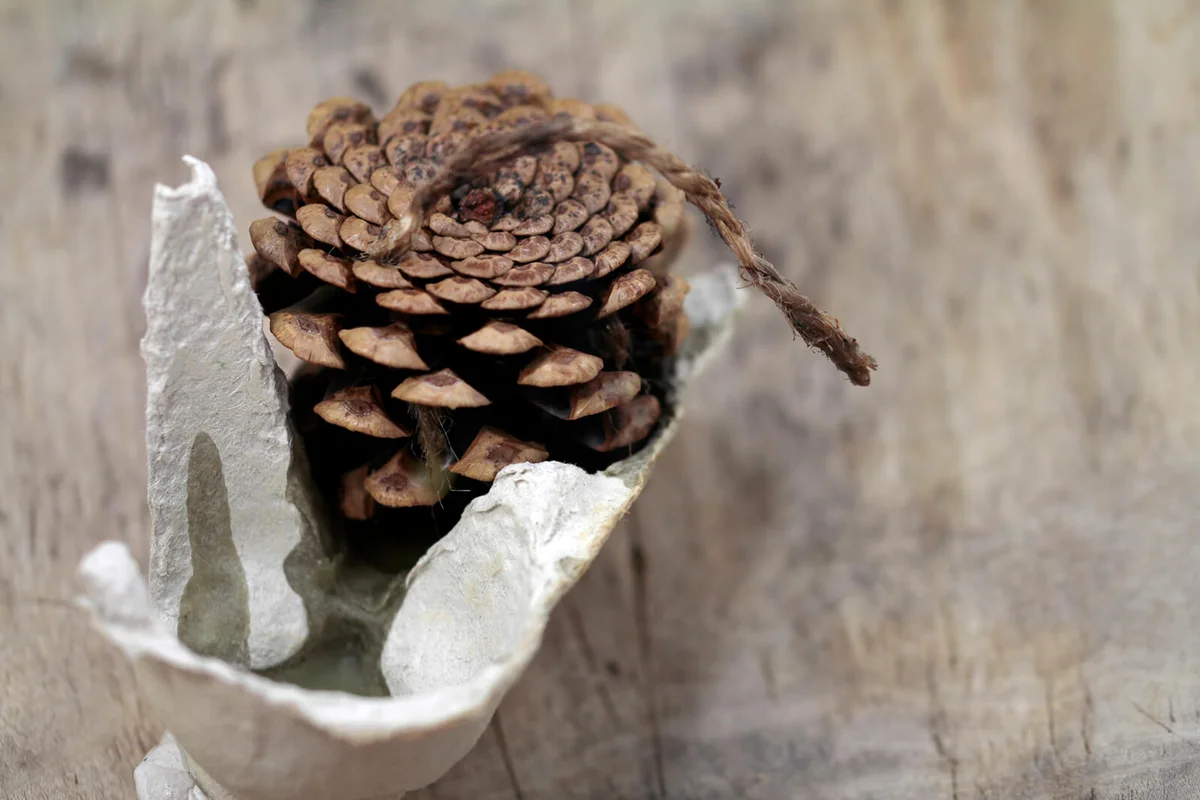 Pine Cone On Wood