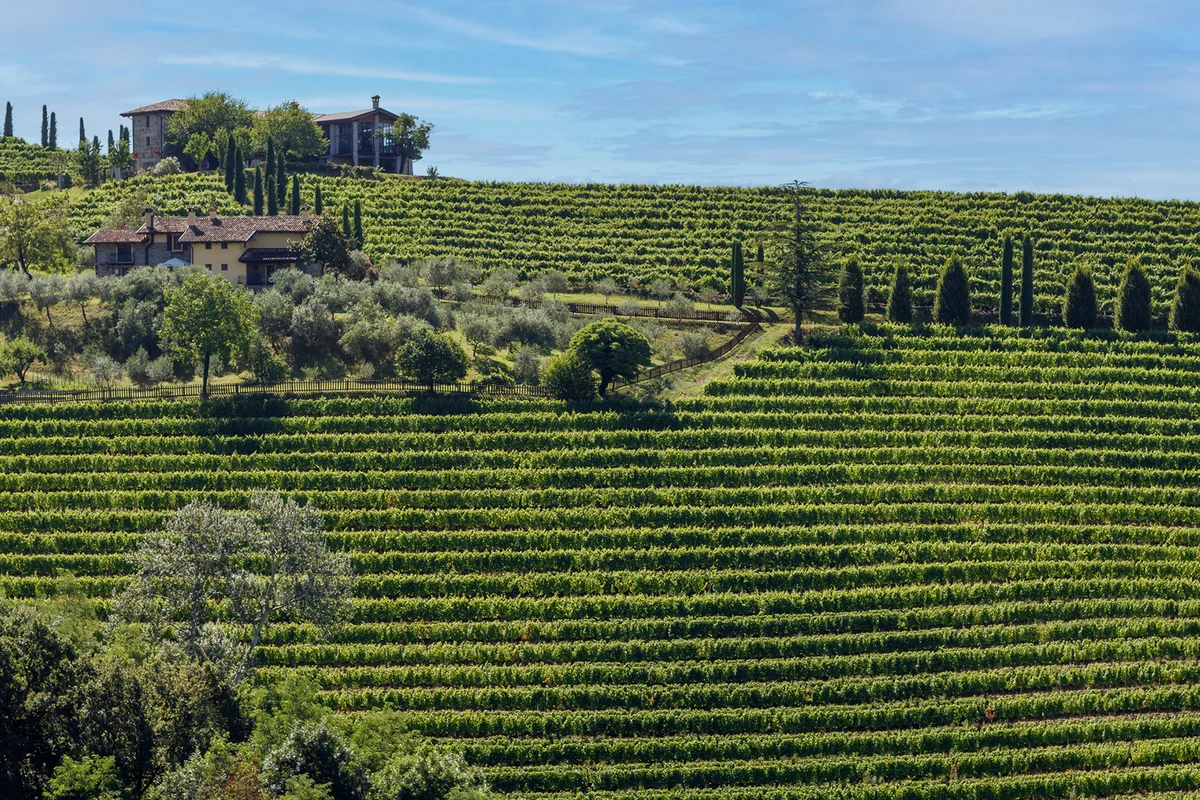 Ruttars' Vineyards in the north-eastern Italian region called Collio