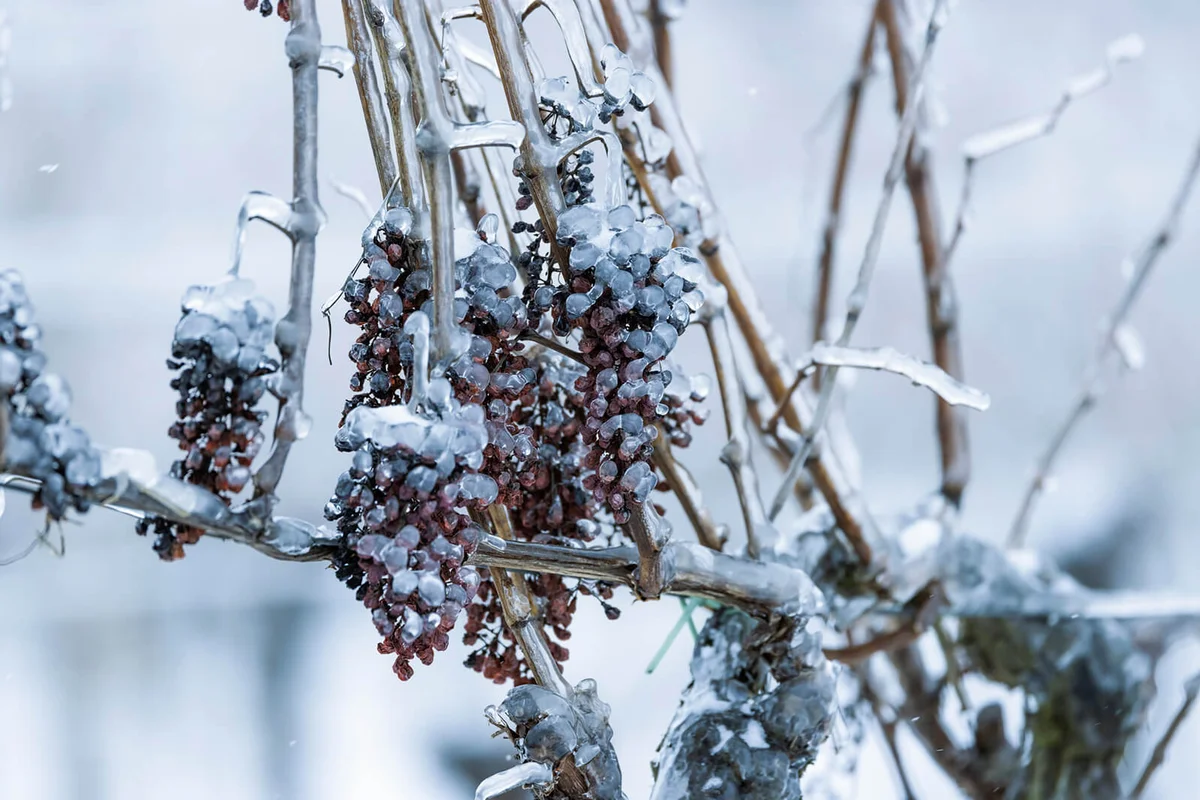 Grapes left for production of ice wine, Southern Moravia, Czech Republic