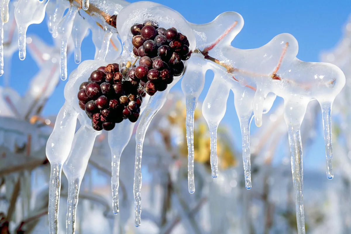 Frozen Grapes for Ice Wine Harvest