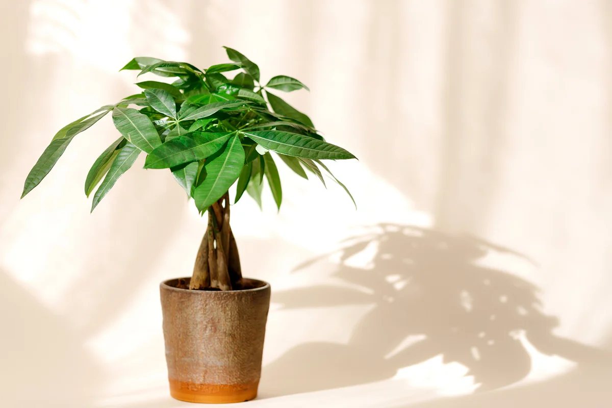 A Money Tree plant (Pachira Aquatica)