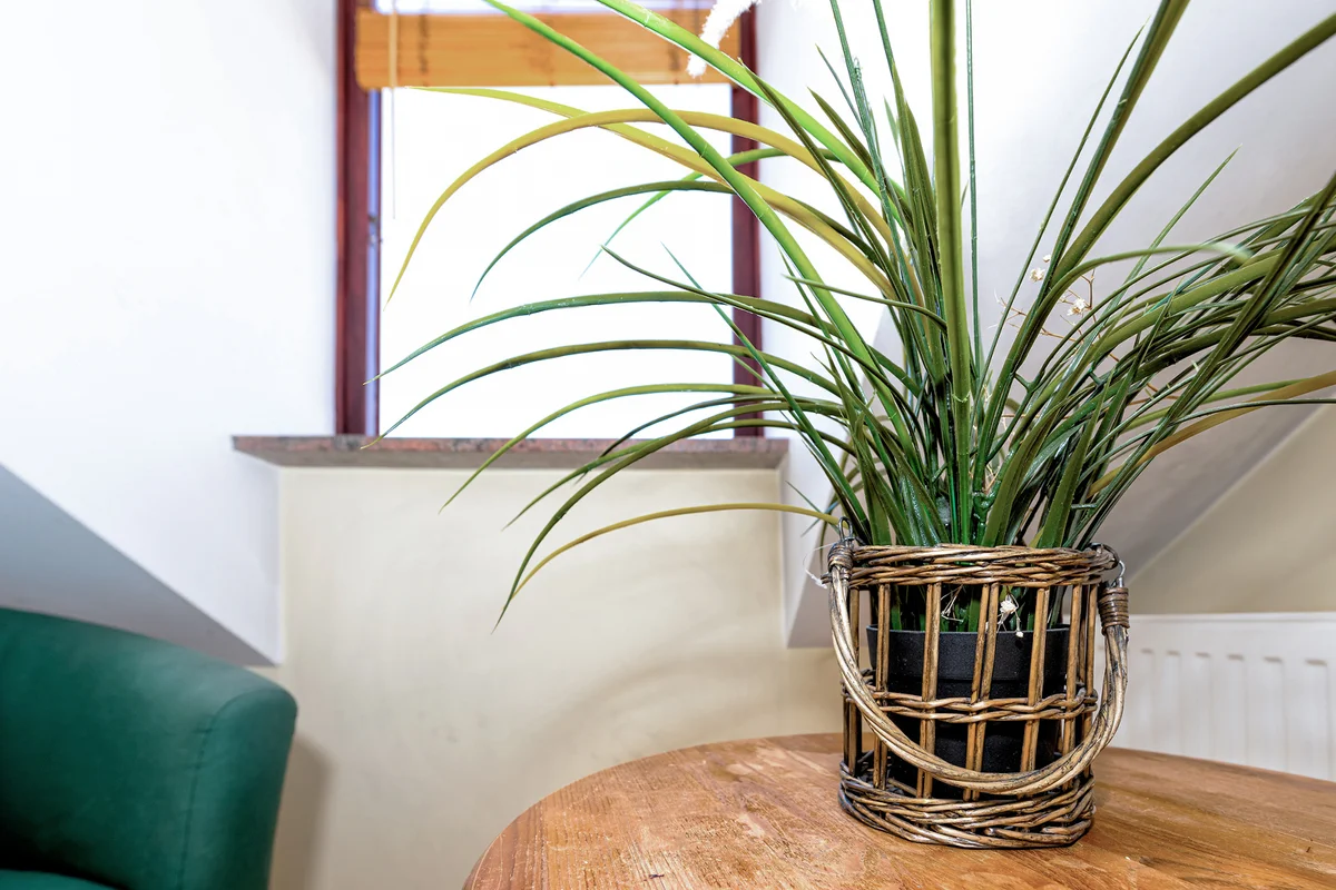 Potted dragon tree on a side table.